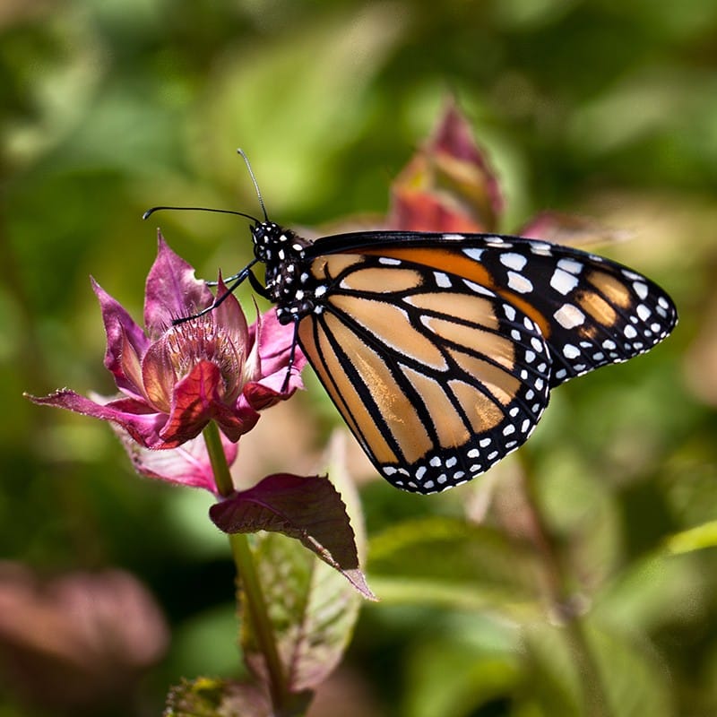 Dancing Wings Butterfly Garden